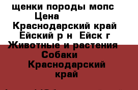 щенки породы мопс › Цена ­ 10 000 - Краснодарский край, Ейский р-н, Ейск г. Животные и растения » Собаки   . Краснодарский край